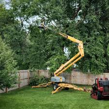 How Our Tree Care Process Works  in  Notre Dame, IN