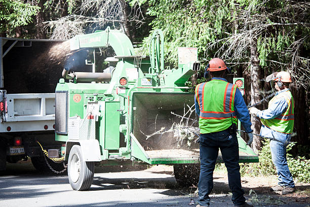 Best Leaf Removal  in Notre Dame, IN